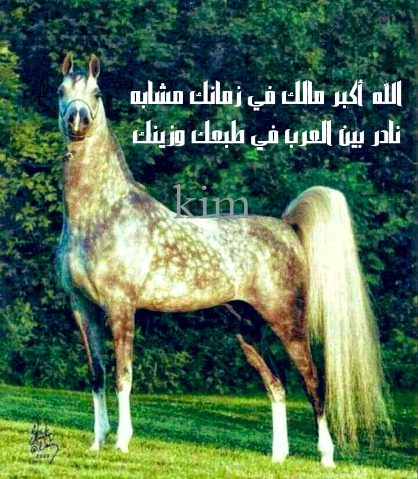 zahrani077_asjz's tweet photo. يغار سمعي ويشره كل وجداني 
لى غاب صوتك و نهارٍ ما بلغ سمعي 

ياللي لقيت بنواعس عينك أوطاني 
هي ديرتي هي ملاذ القلب هي ربعي 

أملْى النظر من جمالك يوم تلقاني 
و أحبس خيالك بعيني حبسي لدمعي https://t.co/A9pX2MAzw7