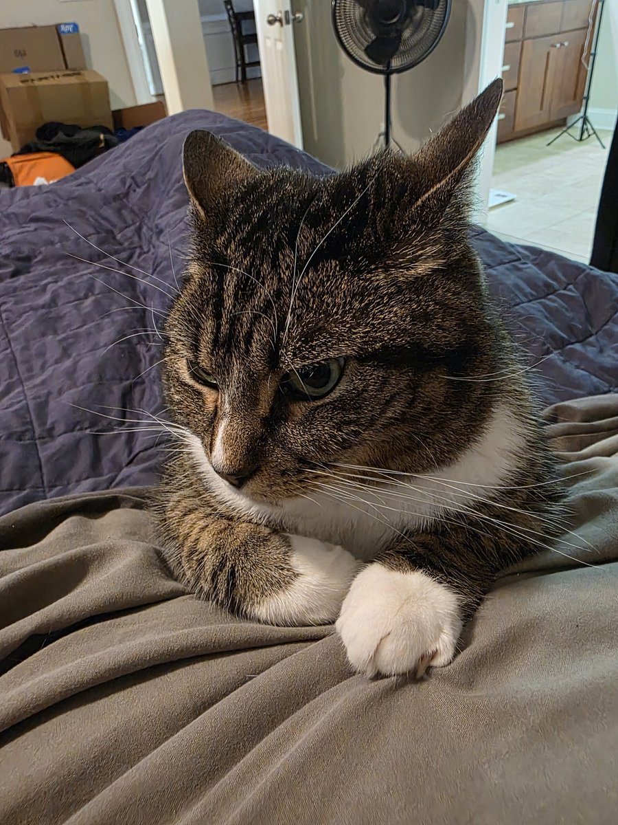 YourMan_Charles's tweet photo. @Samanthajarrait True. Well here is a kitty pic for your troubles https://t.co/qTZu6PteVE