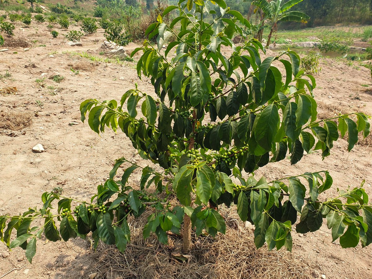 JentusJ's tweet image. This season’s beauty in every branch  vibrant leaves, ripening cherries, and the promise of a perfect cup. Jentus Coffee Farm, where passion grows one bean at a time. 🌱☕ 
#JentusCoffee #CoffeeQualityIsOurAmbition #SeasonOfGrowth