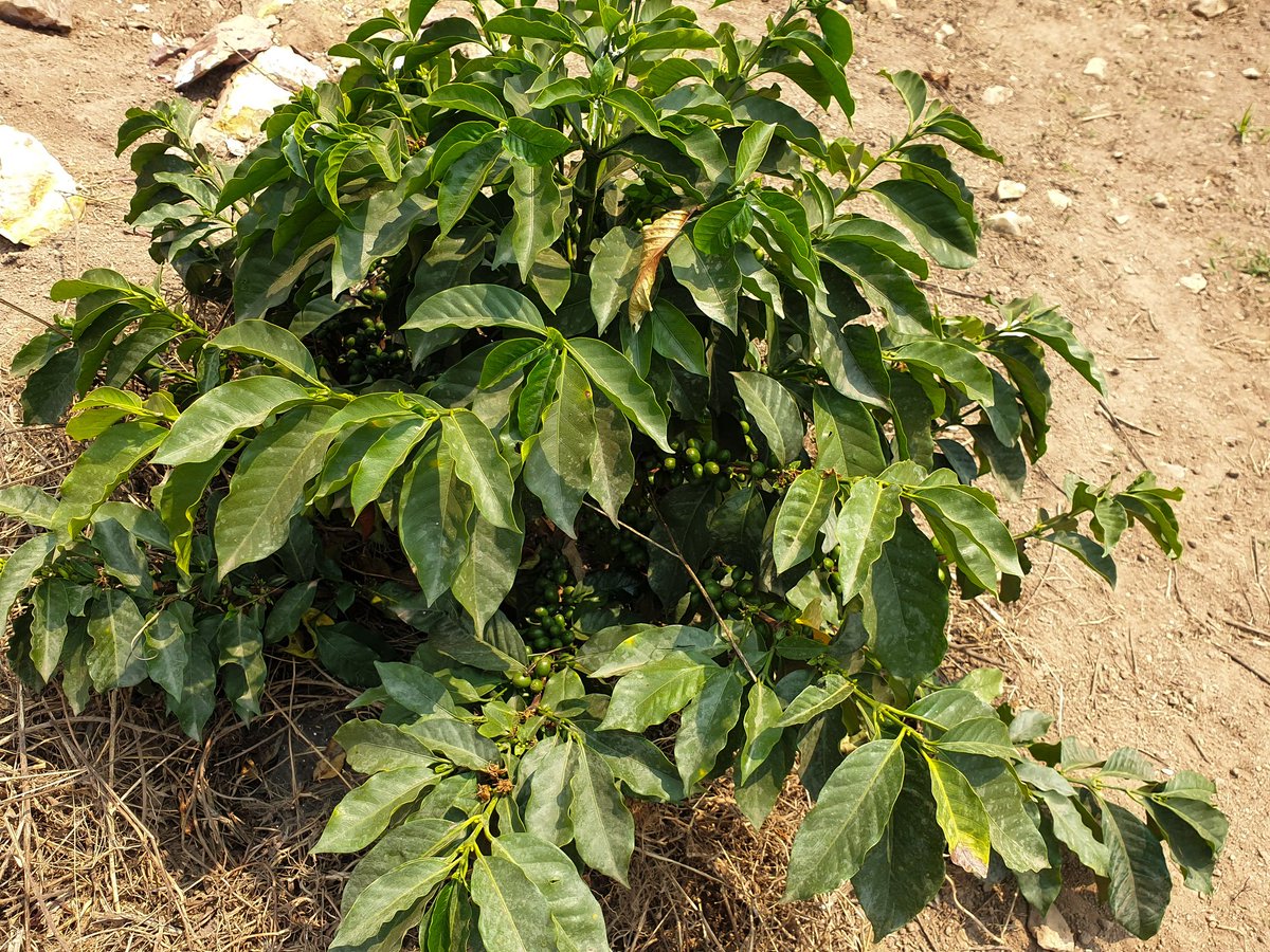 JentusJ's tweet image. This season’s beauty in every branch  vibrant leaves, ripening cherries, and the promise of a perfect cup. Jentus Coffee Farm, where passion grows one bean at a time. 🌱☕ 
#JentusCoffee #CoffeeQualityIsOurAmbition #SeasonOfGrowth