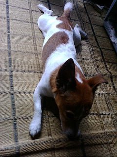 お盆の期間も作法も曖昧ないい加減な下僕です。今年は母の新盆でもある。終戦記念日と、お盆が同じなので、お盆は反省する期間だと勝手に解釈してみる。魚や肉は毎日食べてるから。作法は何も守ってないですし。