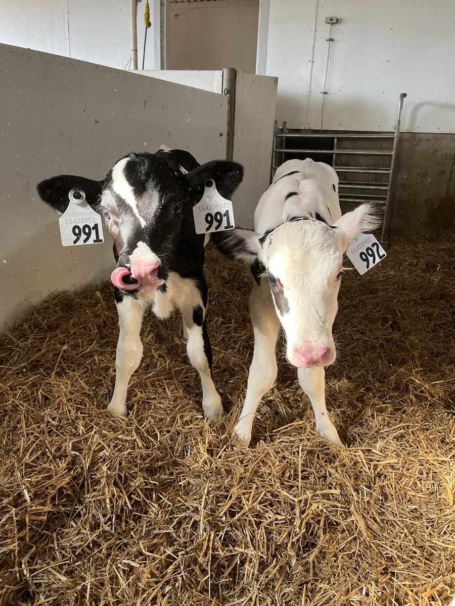 Last year at the Woodstock farm show my mom won some Embryos from <a href="/EastGenGenetics/">EastGen</a> in a draw. Here’s two of them recently born and ready to go! It’s been a fun prize! #ImmunityPlus