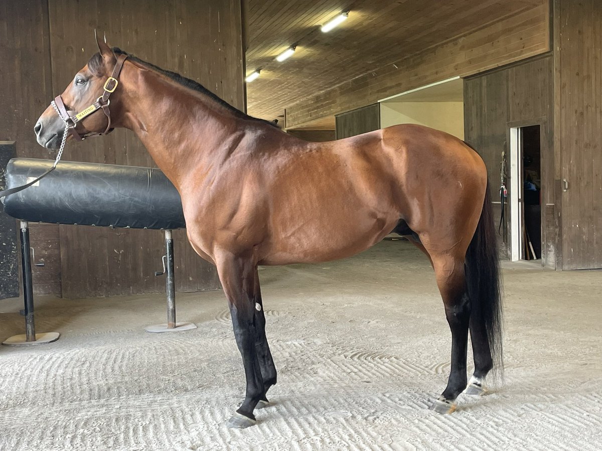 Nicole Russo (@drfrusso) on Twitter photo Waiting is the first son of American Pharoah to sire a winner in the U.S. The <a href="/IhdvStallions/">IHDV Stallions</a> resident is out of a daughter of champion Wait a While. Waiting is the first son of American Pharoah to sire a winner in the U.S. The <a href="/IhdvStallions/">IHDV Stallions</a> resident is out of a daughter of champion Wait a While.