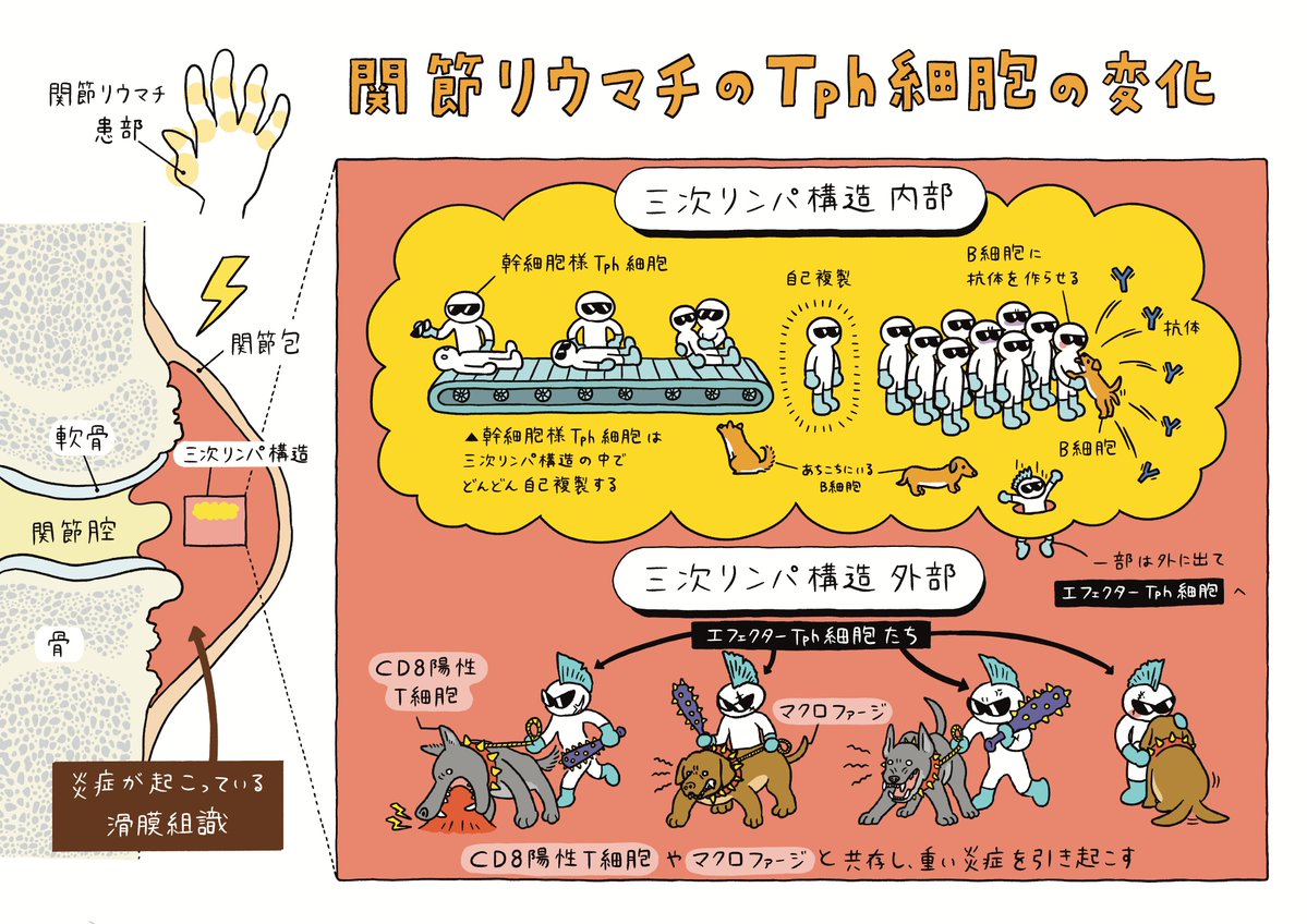 📣研究成果がScience Immunologyに掲載されました。

幹細胞様Tph細胞とエフェクターTph細胞が、関節リウマチの病態形成に異なる役割を果たすことを明らかにしました。

🔗science.org/doi/10.1126/sc…

きのしたちひろさん<a href="/chimomonga/">きのしたちひろ</a>にロボットと犬に見立てた絵を描いていただきました🤖🐶