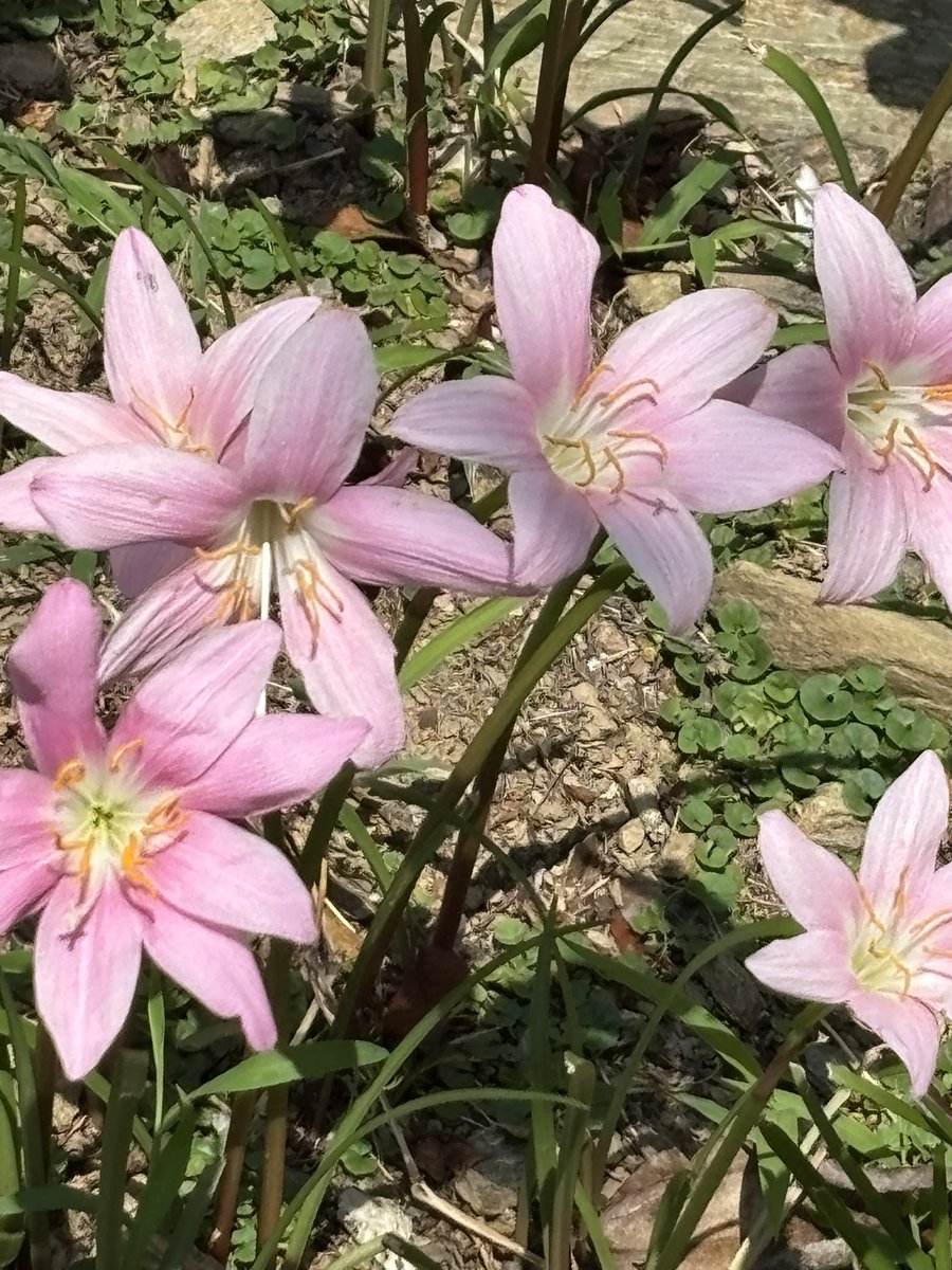 今回は紀三井寺からしそまるの全開金曜日の中継でした！すごく暑かったけど楽しかった😊
#原田波人
#和歌山放送
#しそまるの全開金曜日
#紀三井寺