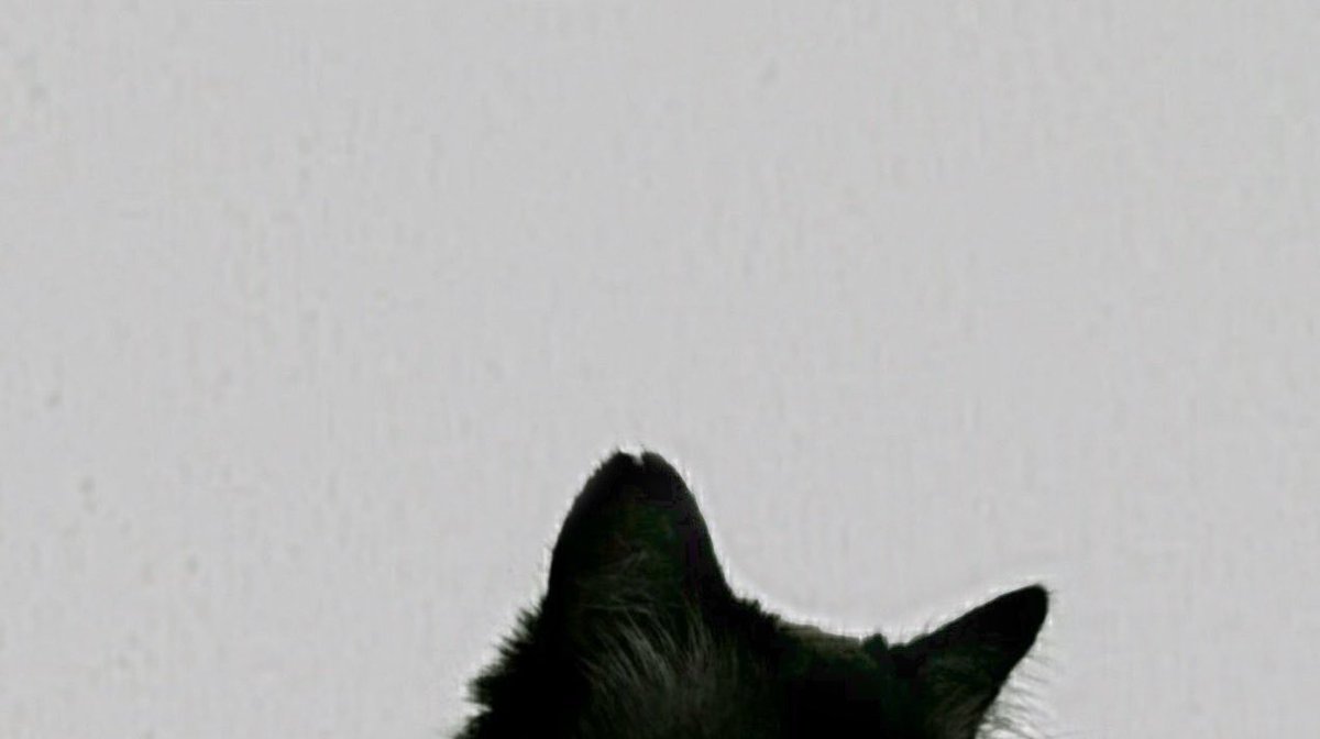 moonlithoax's tweet image. did it work