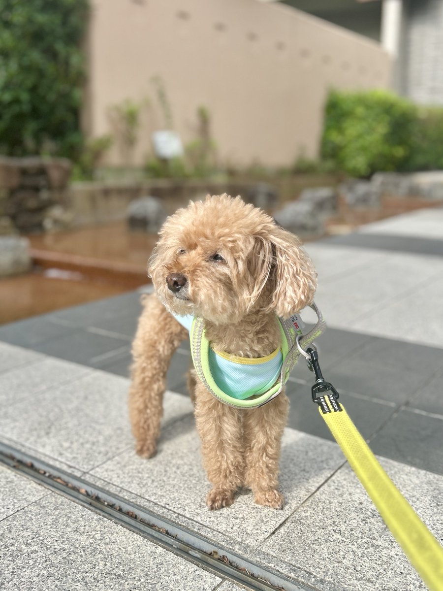 もう10歳なので散歩で会うわんこは
ほとんど後輩
でも今朝初めましてだったわんこは
18歳とのこと
ほとんど視力がないとのことで
不安から吠えてしまうらしい
いつもなら吠え返すキックも
今日は黙って見つめていた
飼主さんは恐縮してたけど
キックは新しいお友達との出会いを
嬉しそうにしてたな🐶