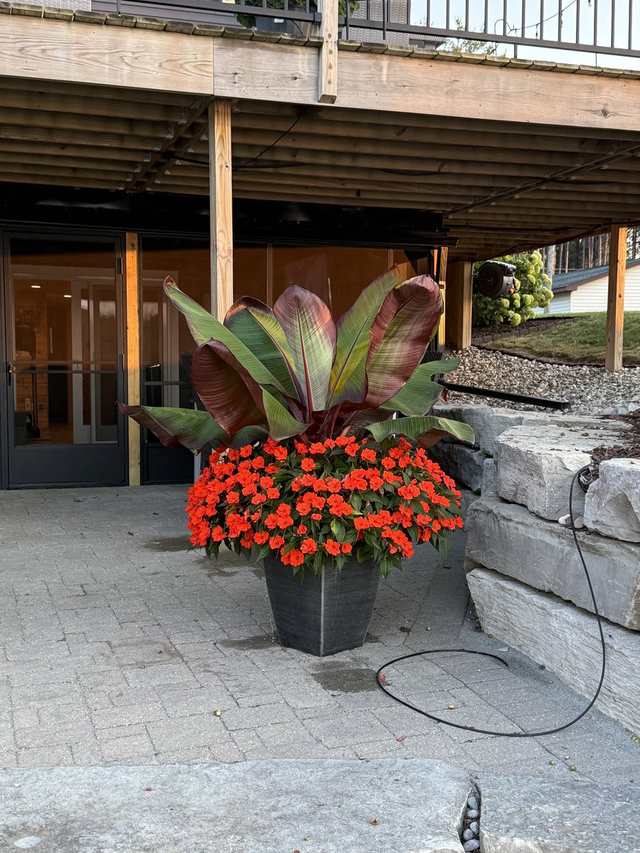 Peak of drama from our flowers. 💕