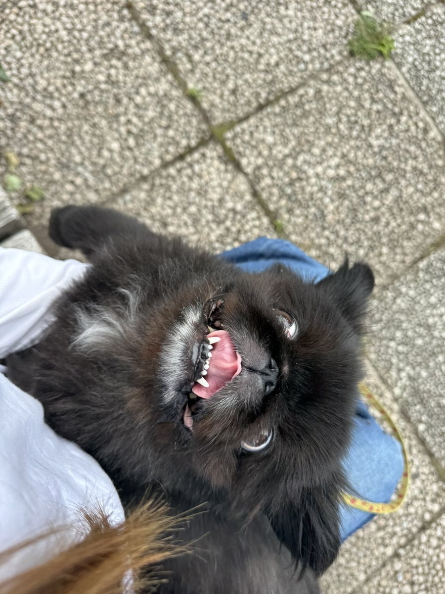 ぺこたんとエメ tweet media