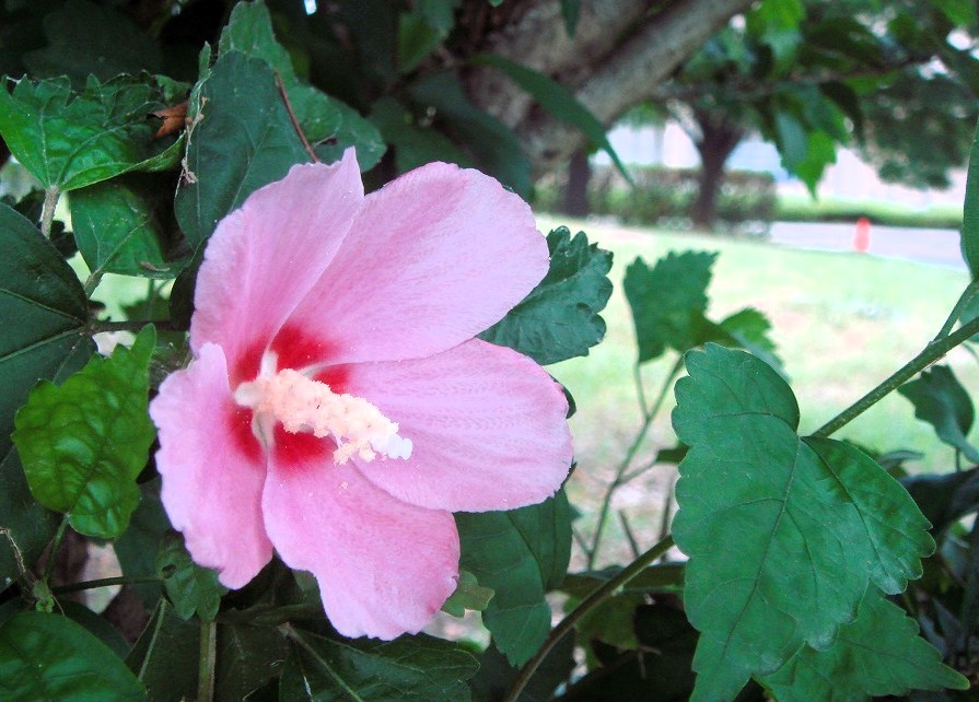 skmasyu's tweet photo. 夢を見るから、
人生は輝く。
---モーツァルト---
#flowers #gardening #花　#フラワー
😊 https://t.co/AgukeSN1C1