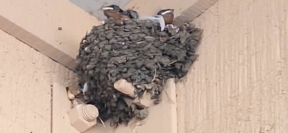 Baby Swallows in a nest at my local supermarket: