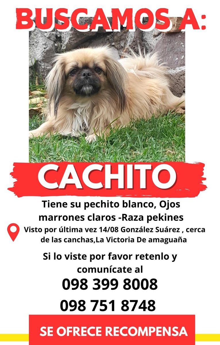 AlertaMePerdi's tweet photo. #PERDIDO #QUITO
Nombre: #CACHITO
Fecha: 14/08/25
Sector: Sur, Fame, La victoria de amaguaña
Sexo: Macho
Raza: Pequinés
Obsv.: Pelaje café claro, pecho blanco, hocico negro
Contacto: 0987518748
SE OFRECE RECOMPENSA
¡Ayúdalo a volver con su familia!
#AlertaMePerdí https://t.co/WjKpBzlmil