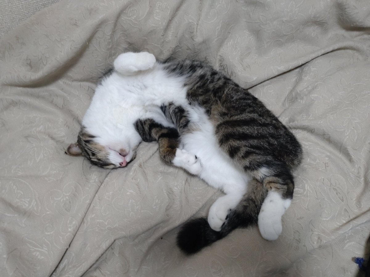 にゃんこでタイムラインをほのぼのさせときますね😺