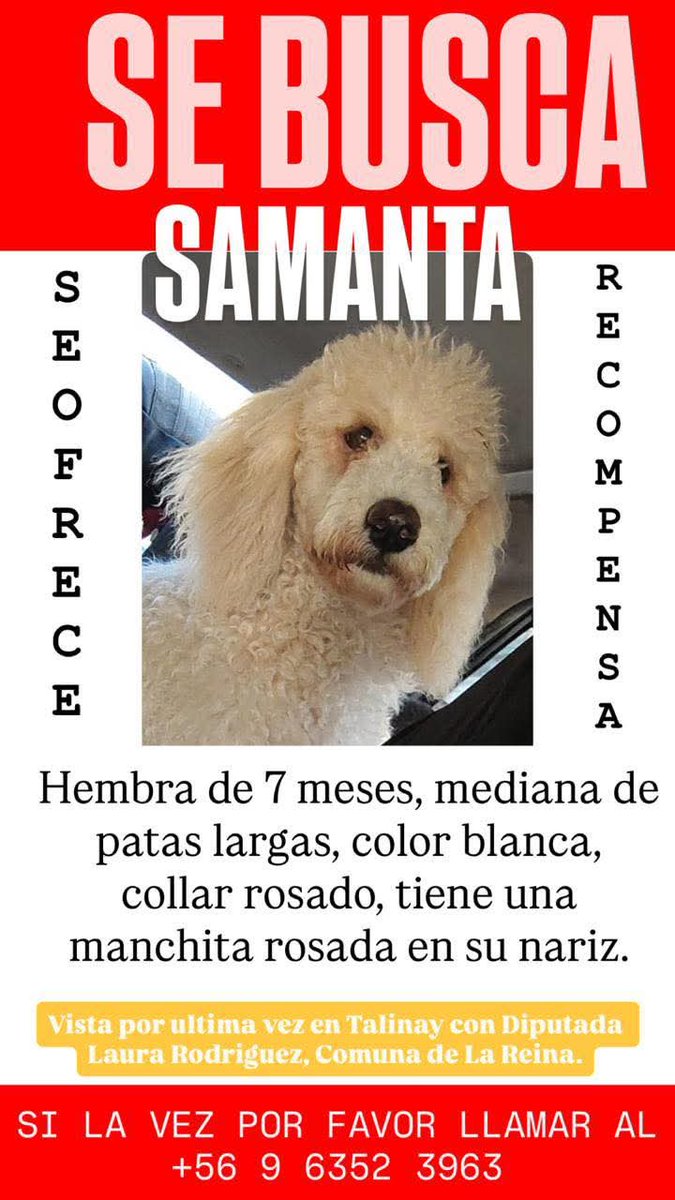 LORE TIN (@todopormiperro) on Twitter photo 