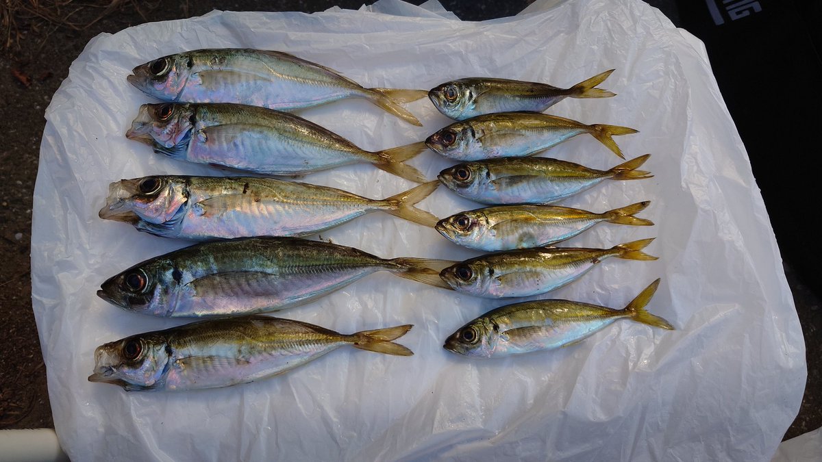 昨夜の釣果、アジ、最高20センチ、5匹、内、4匹は同行した人から頂き。
豆アジが6匹でした。
立ち入り禁止エリアで、堂々と釣りしてる方が多数いて、でかでかと書いてあるのにルール守れないんだなぁ・・・っと思った💦