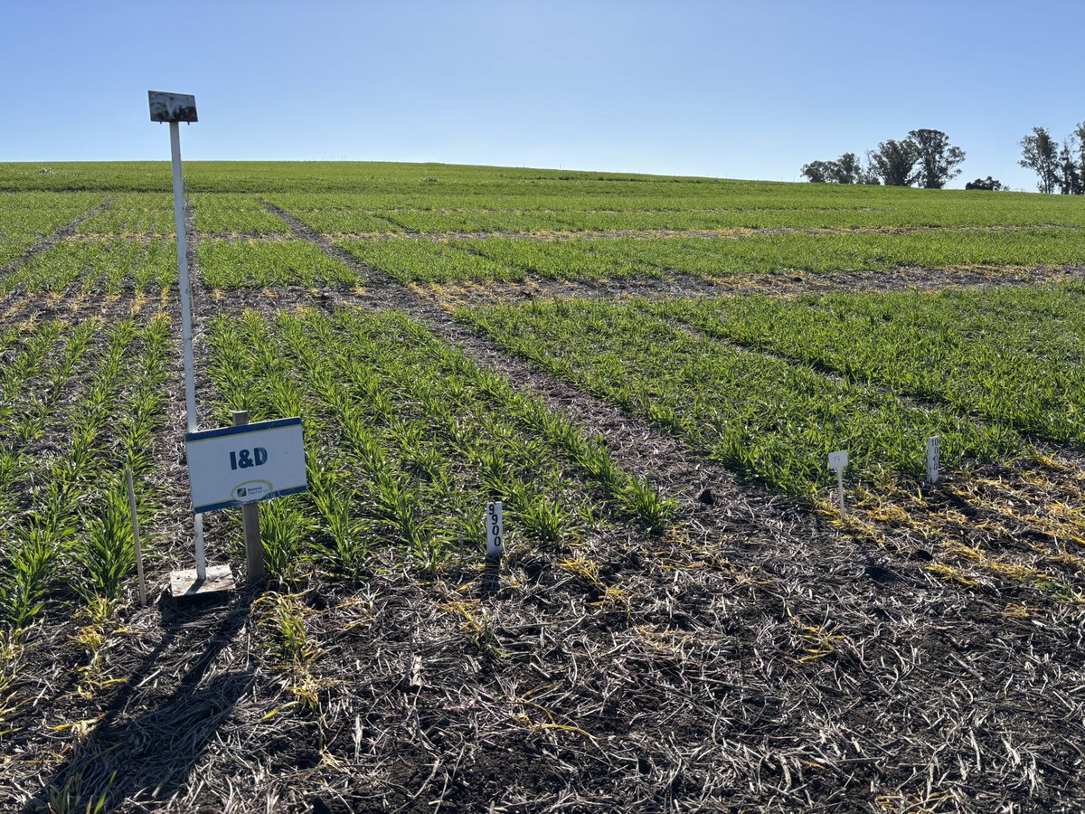 maria pardo tweet media