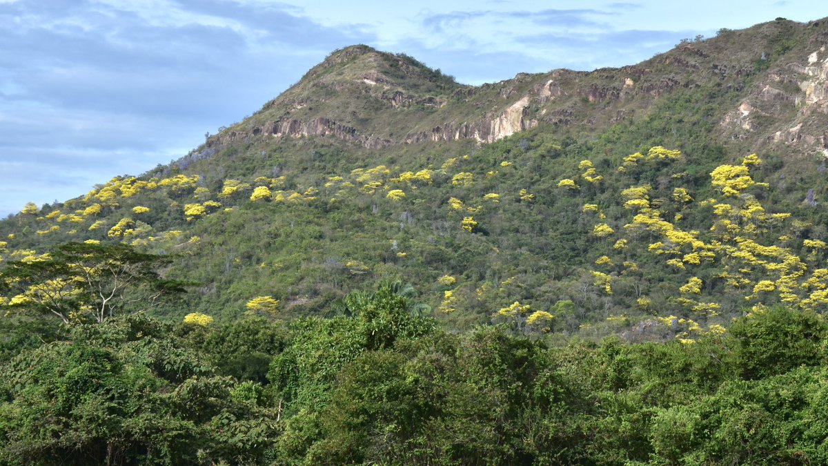 Antanas Jurksaitis tweet media