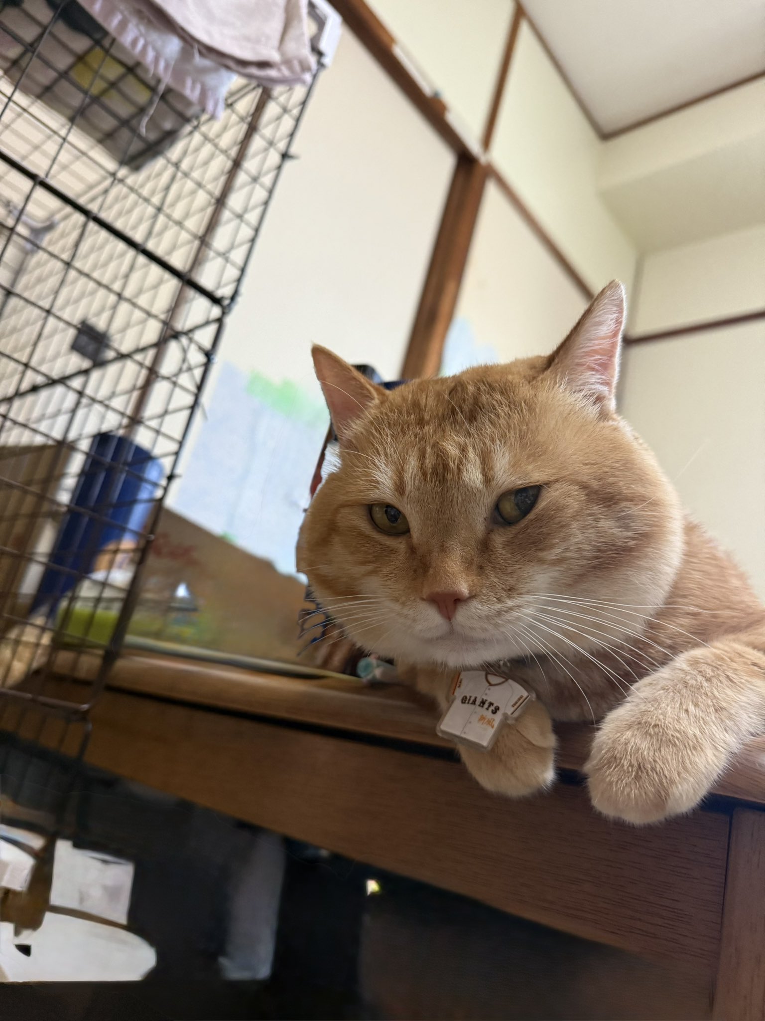 猫好きの猫アレルギー 猫アレルギーになってしまった場合、 愛猫と暮らすにはどう