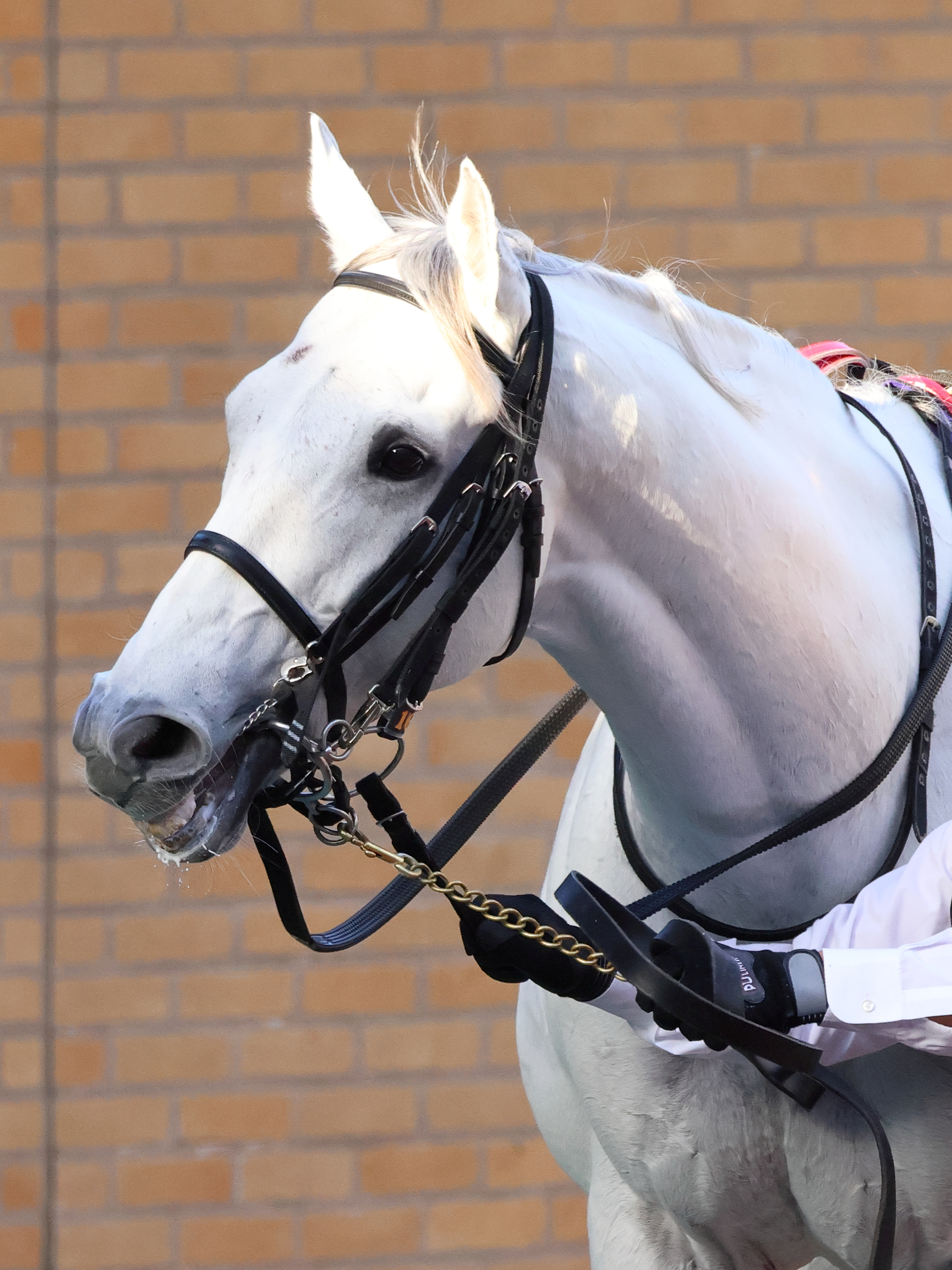 【採用者限定品】アイドルホース　ソダシ　パドックVer 1/20まで値下げ ソダシ アイドルホース パドック - メルカリ