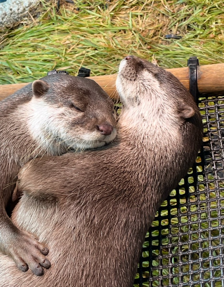サンシャイン水族館 on X