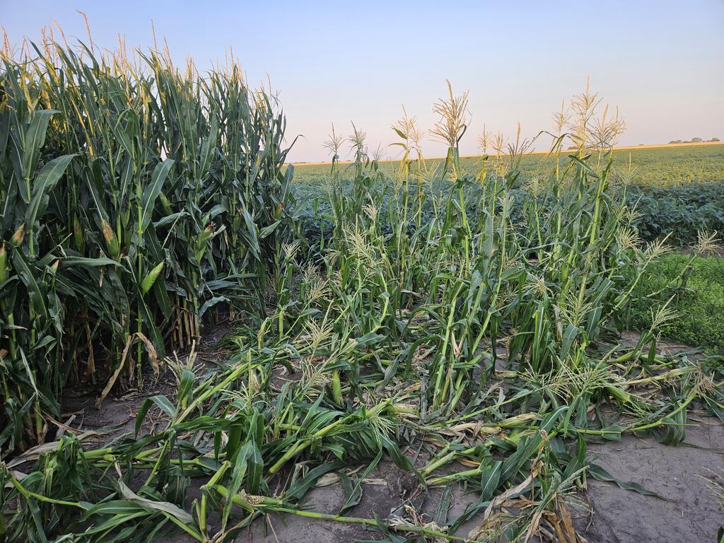 Coons.....ALL the cuss words...dont mind sharing but.....