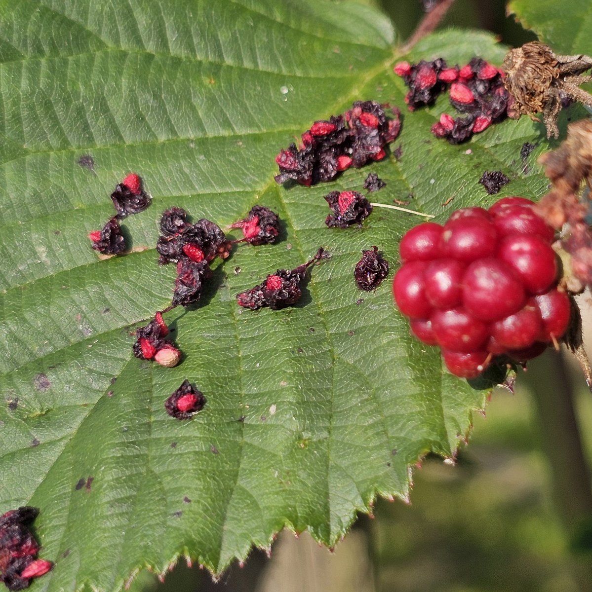 DuylsBos's tweet photo. De #bramen rijpen en waar komen nou die pitjes vandaan op de bladeren? We denken doordat #insecten aan de bramen eten. Altijd goed wassen dus, mocht je er zeker van willen zijn dat er geen wormpjes in je bramen zitten, zet ze dan thuis even in zout water #indemoestuin #kleinfruit https://t.co/LnO2OktvEE