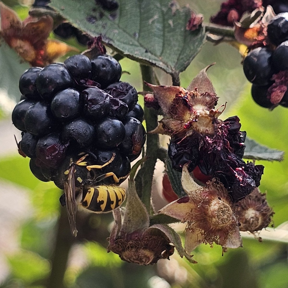 DuylsBos's tweet photo. De #bramen rijpen en waar komen nou die pitjes vandaan op de bladeren? We denken doordat #insecten aan de bramen eten. Altijd goed wassen dus, mocht je er zeker van willen zijn dat er geen wormpjes in je bramen zitten, zet ze dan thuis even in zout water #indemoestuin #kleinfruit https://t.co/LnO2OktvEE