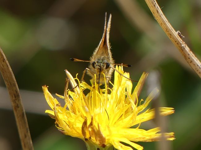 Vandaag Actueel Weer janvissersweer.nl/vandaag-actuee… Geen ontkomen aan: overal in Spanje is sprake van extreme hitte. Vrijdag in Baskenland in Bilbao 43,5º en in Oviedo, hoofdstad van Asturias, met 41,2º een dik 'all-time' record en in Sevilla de 27ste dag met 40+ dit jaar. Foto: Wytske