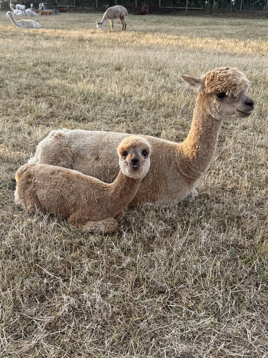 Are you still snuggling up to Mummy Kintaro.