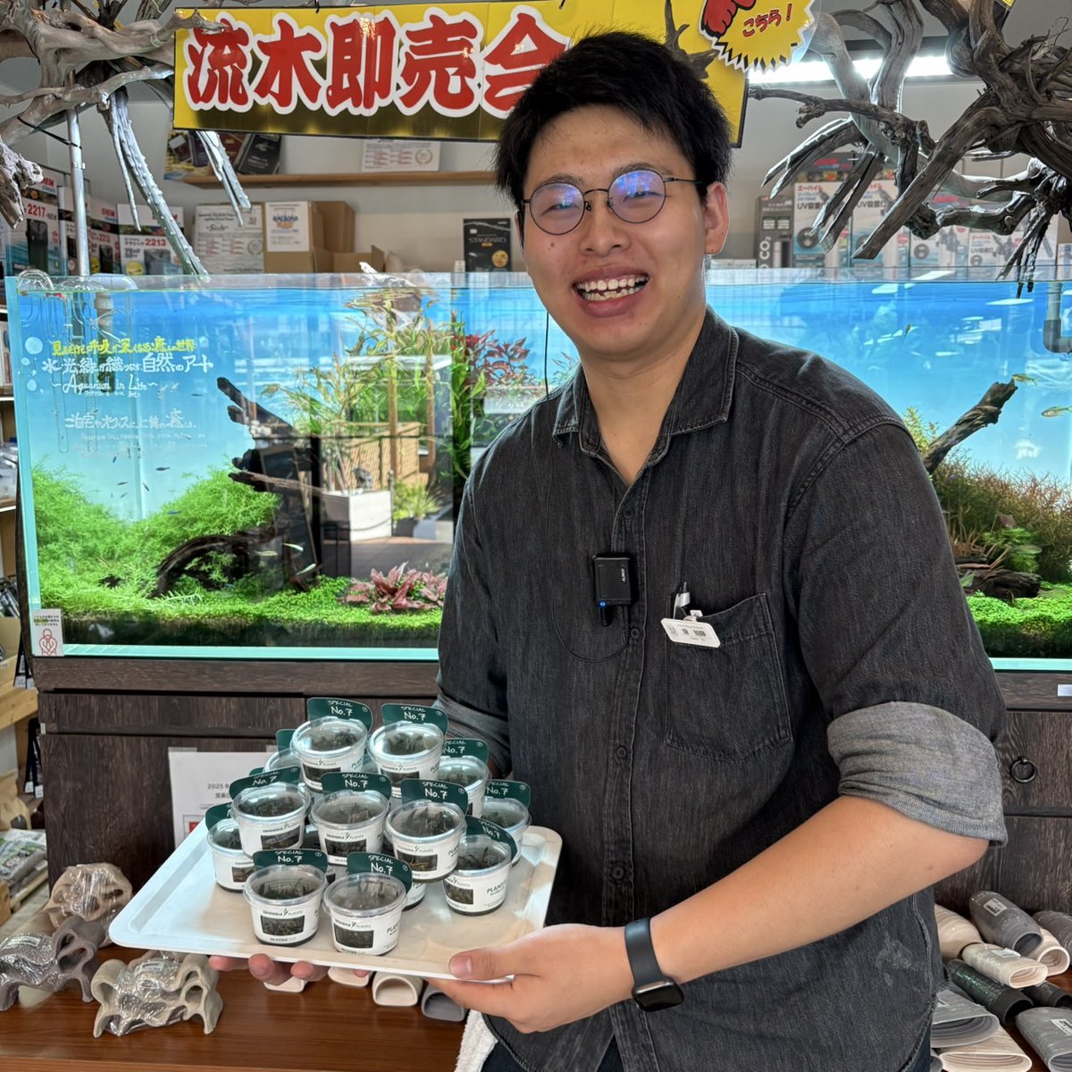 アクアリウムトールマンベタ飼育プレミアムセット【シエルスカラー】 41utT+CMaxL.jpg_BO30,255,255,