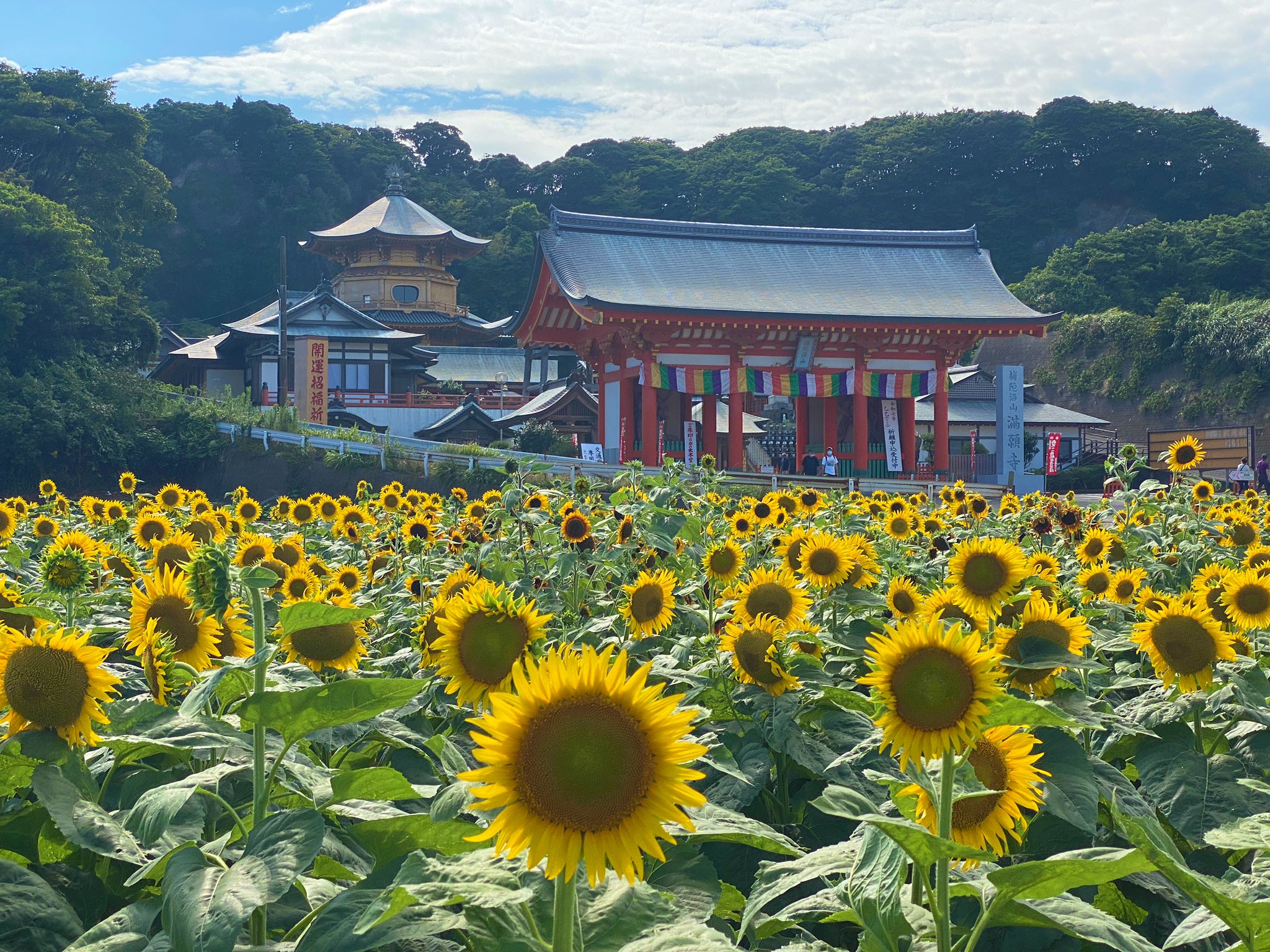 はなまる／hanamaru (@hanamaru_satoch) / X