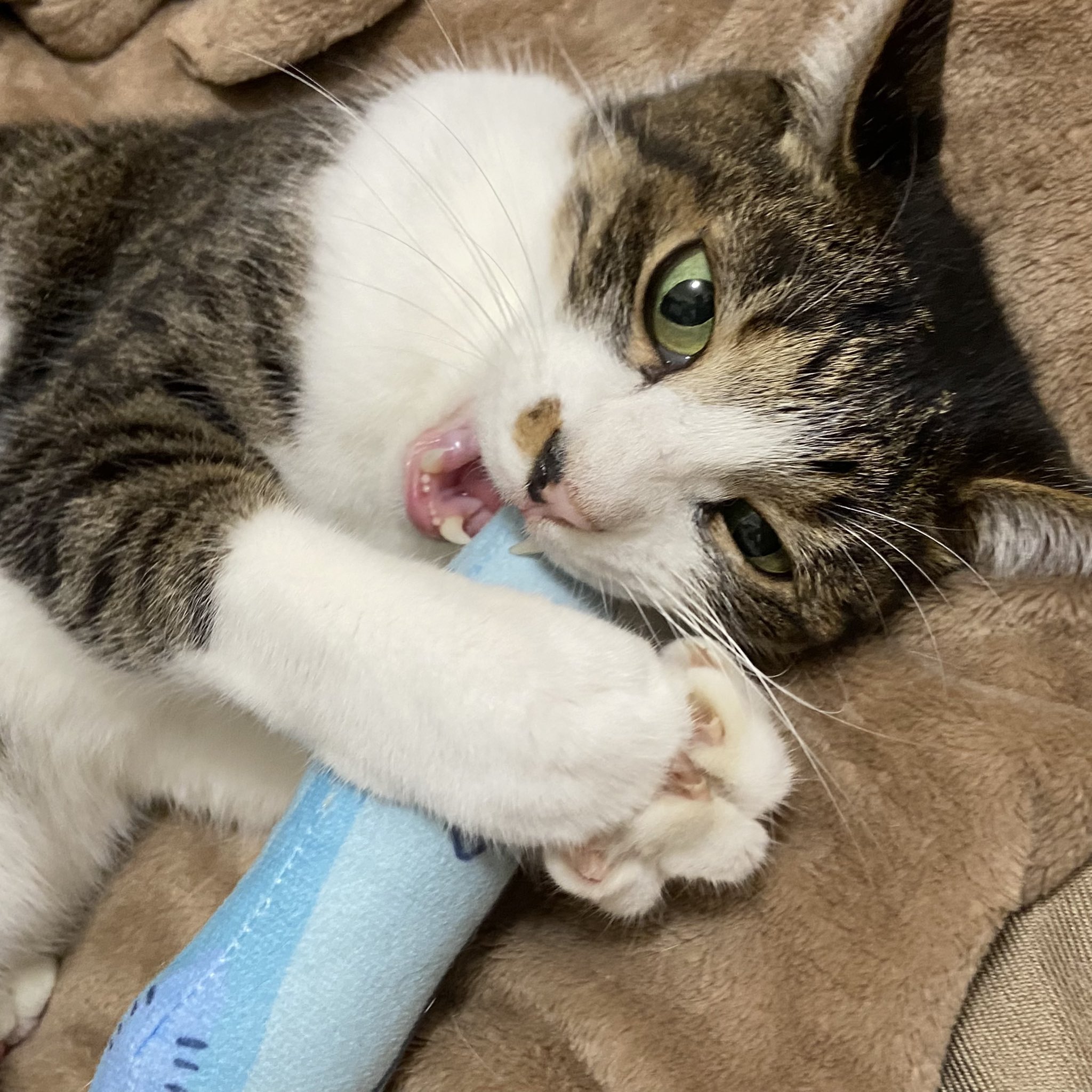 ぷん( 'ω' ) (@mineral_stone_s) / X