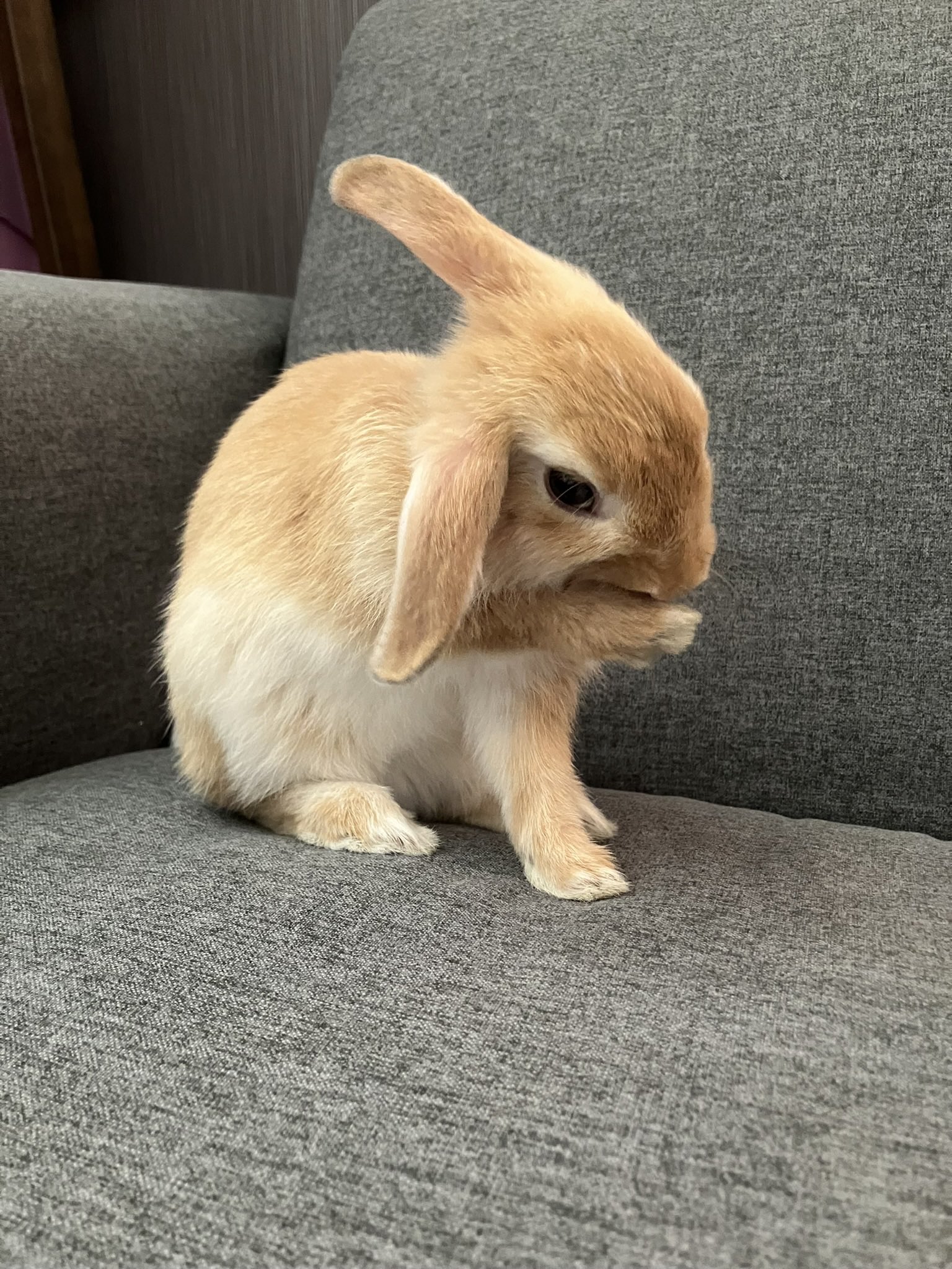 うさぎ_(・×・_∪⌒)ο うさぎのしっぽオリナス錦糸町店 on X: 