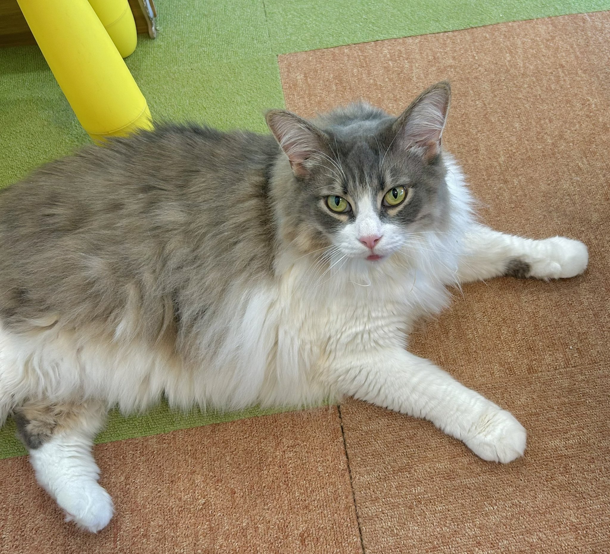 みーねこ 楽天市場】【新作追加】ねこ肯定感 抱きまくら Lサイズ L (みけ
