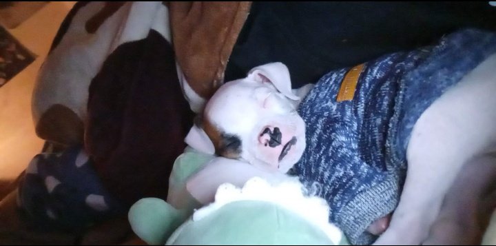 gincong_'s tweet photo. siempre siempre te voy a amar con todo mi corazón, en todos tus tamaños y siempre vas a tener un espacio en mi cama o en mi sillón mictlan 🤍😿 https://t.co/yvUEJZEiPh