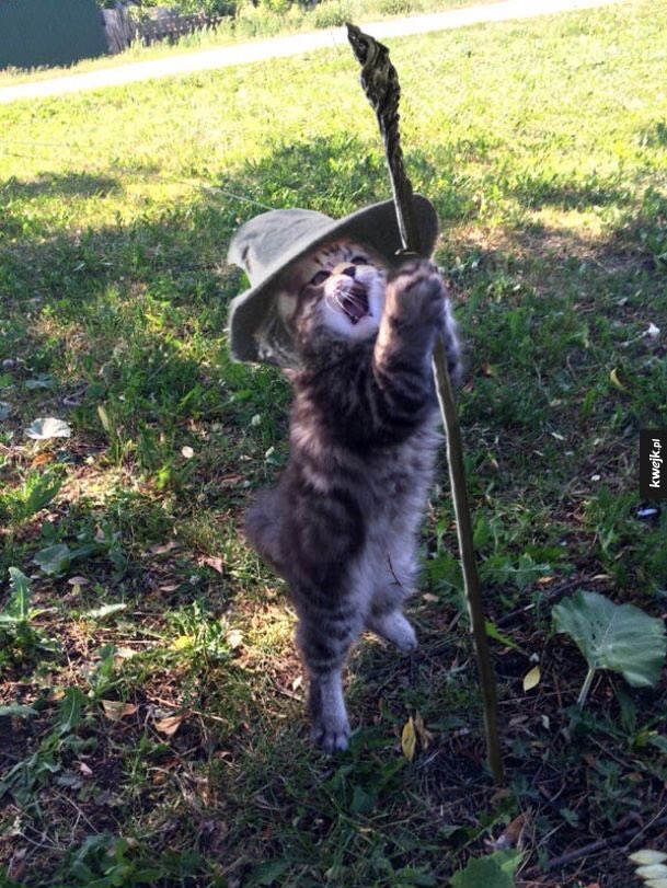 gatos fazendo gatices (@gatinarios) on Twitter photo 