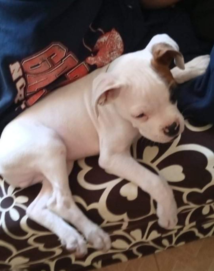 gincong_'s tweet photo. siempre siempre te voy a amar con todo mi corazón, en todos tus tamaños y siempre vas a tener un espacio en mi cama o en mi sillón mictlan 🤍😿 https://t.co/yvUEJZEiPh