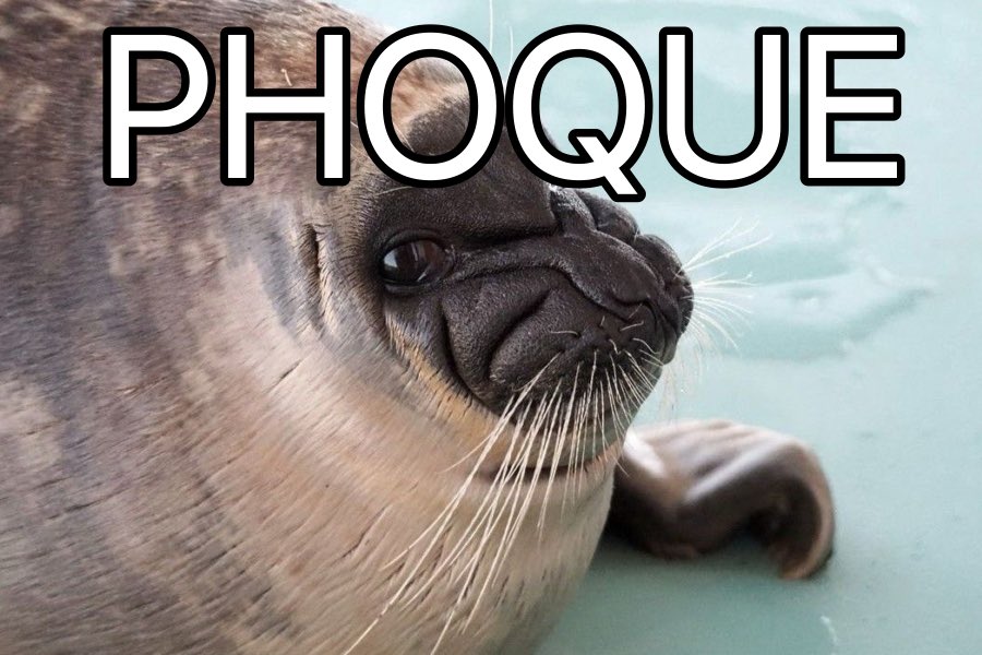 marshy_treee's tweet photo. Just learned what seal is in French (exactly how you think it’s pronounced), It’s a PHOQUE!!! https://t.co/LpGaLPoOoI
