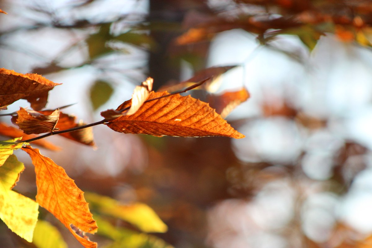 johnhynesjh's tweet photo. #fall #autumn #fallphoto #perspective #peace #putin #NaturePhotography #photooftheday #ai can't replace #nature 🤎 https://t.co/PFgUuQUwXM