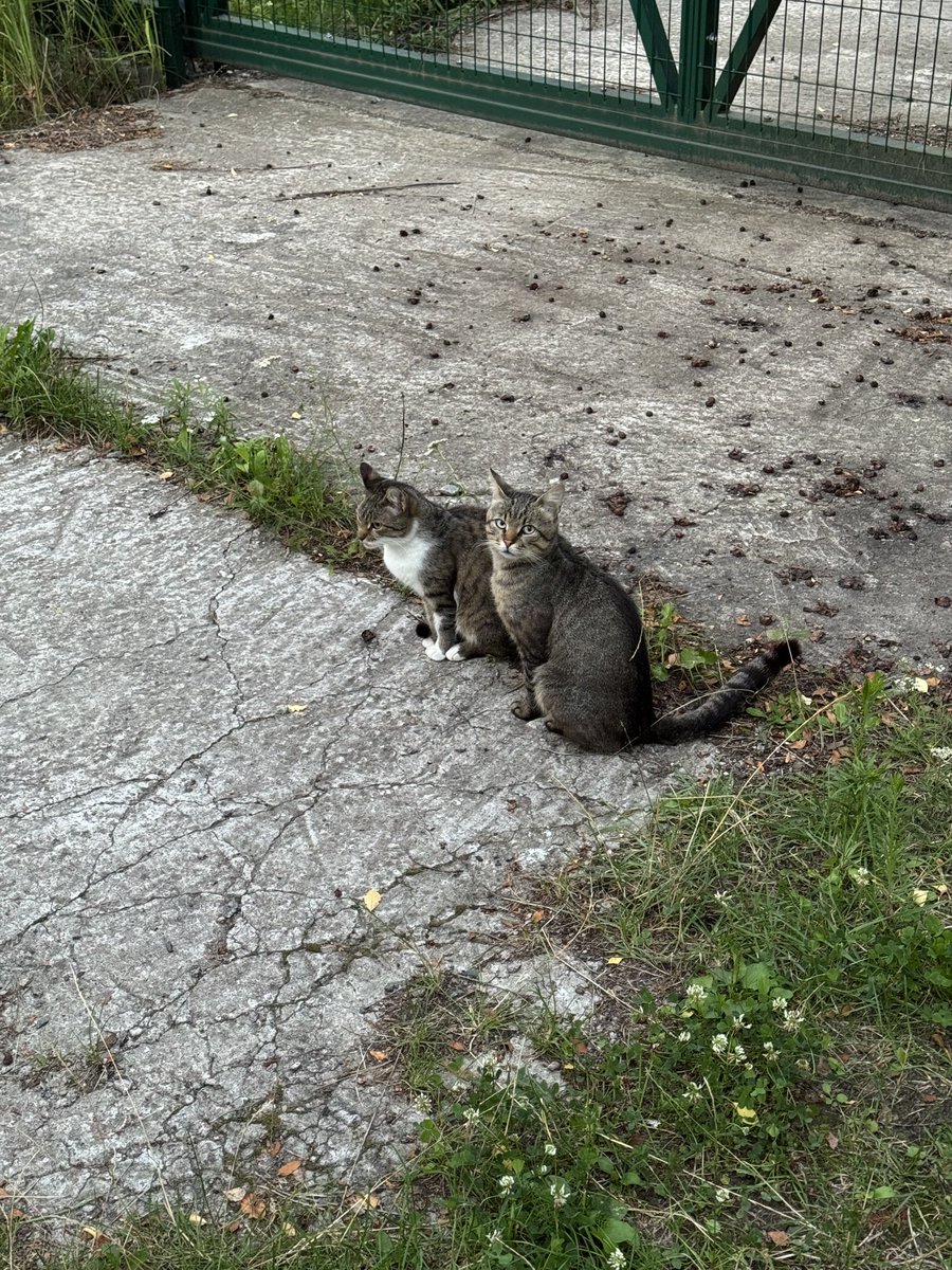 Korok_CFOP's tweet image. Gmonad