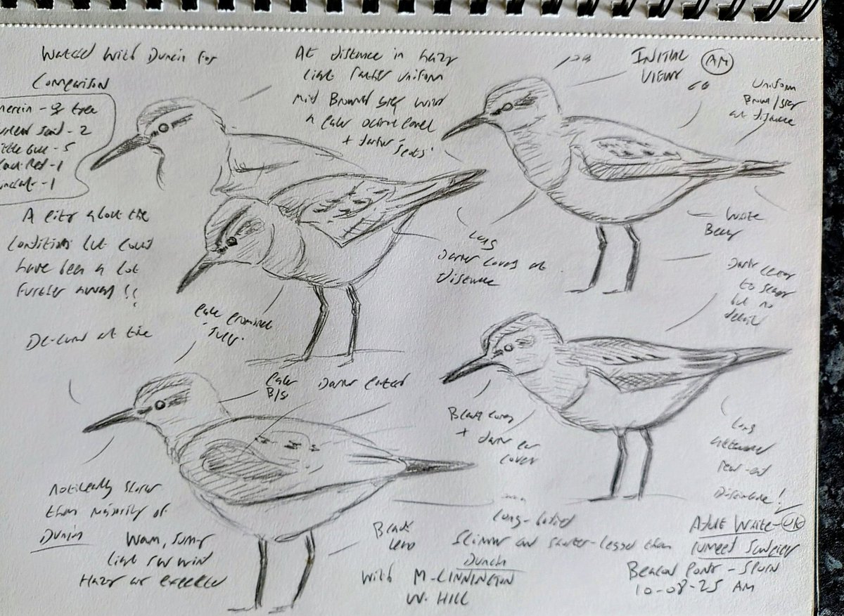 Field studies of one of the reported 3 White-rumped Sandpipers at Beacon Ponds, Spurn. A British tick and my first since seeing two in Canada in 2003. Got the clinching features but not all the detail due to the hazy conditions. Cheers <a href="/waderquest/">Wader Quest</a>