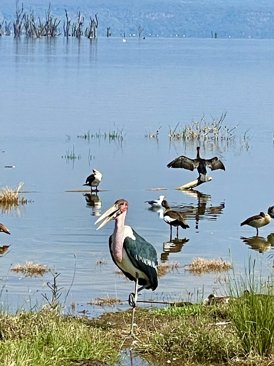 Good morning from this side of the world 🤗
📍Lake Nakuru National Park, Kenya