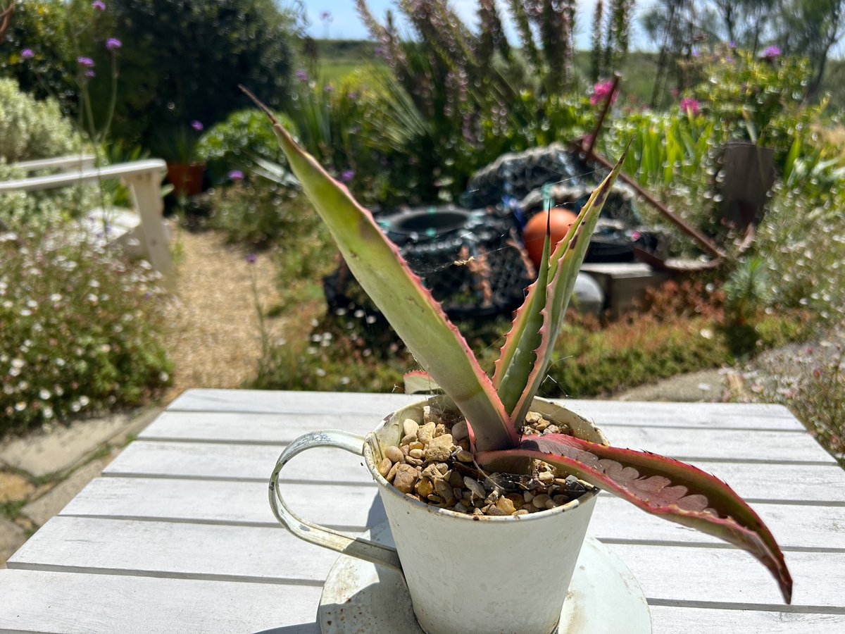 Promise of another scorcher again today! driftwoodbysea.co.uk #sussex #gardening