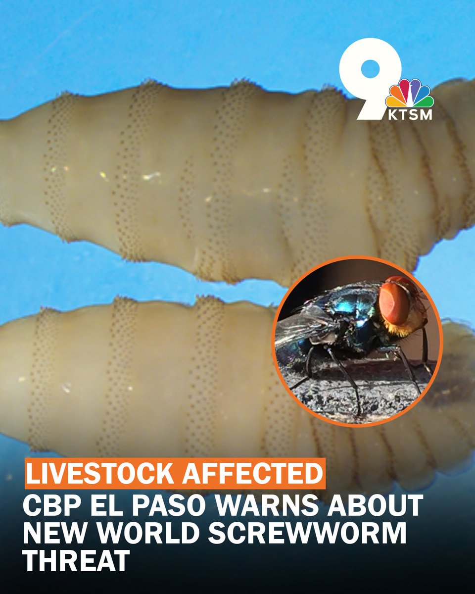 KTSMtv's tweet photo. U.S. Customs and Border Protection El Paso sector is warning about the threat of the New World Screwworm to the regional livestock industry.

MORE: https://t.co/C8FB7jvbsh https://t.co/BTcHi8XdK4