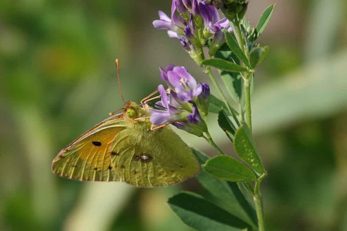 Goedemorgen met foto's van gisteren; akker met luzerne, klaver en andere mooie kruiden is snoepwinkel voor gele en oranje luzernevlinders. En die vlindertjes maken mij weer blij <a href="/GemNederweert/">Gemeente Nederweert</a>