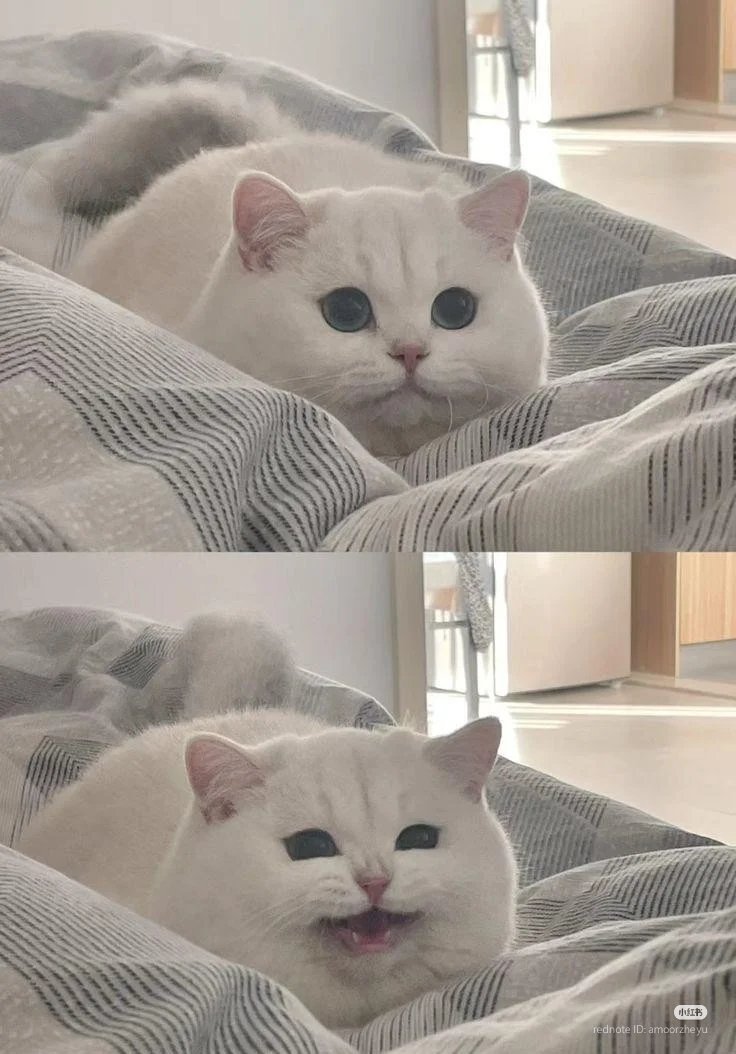 🐱➡️😺