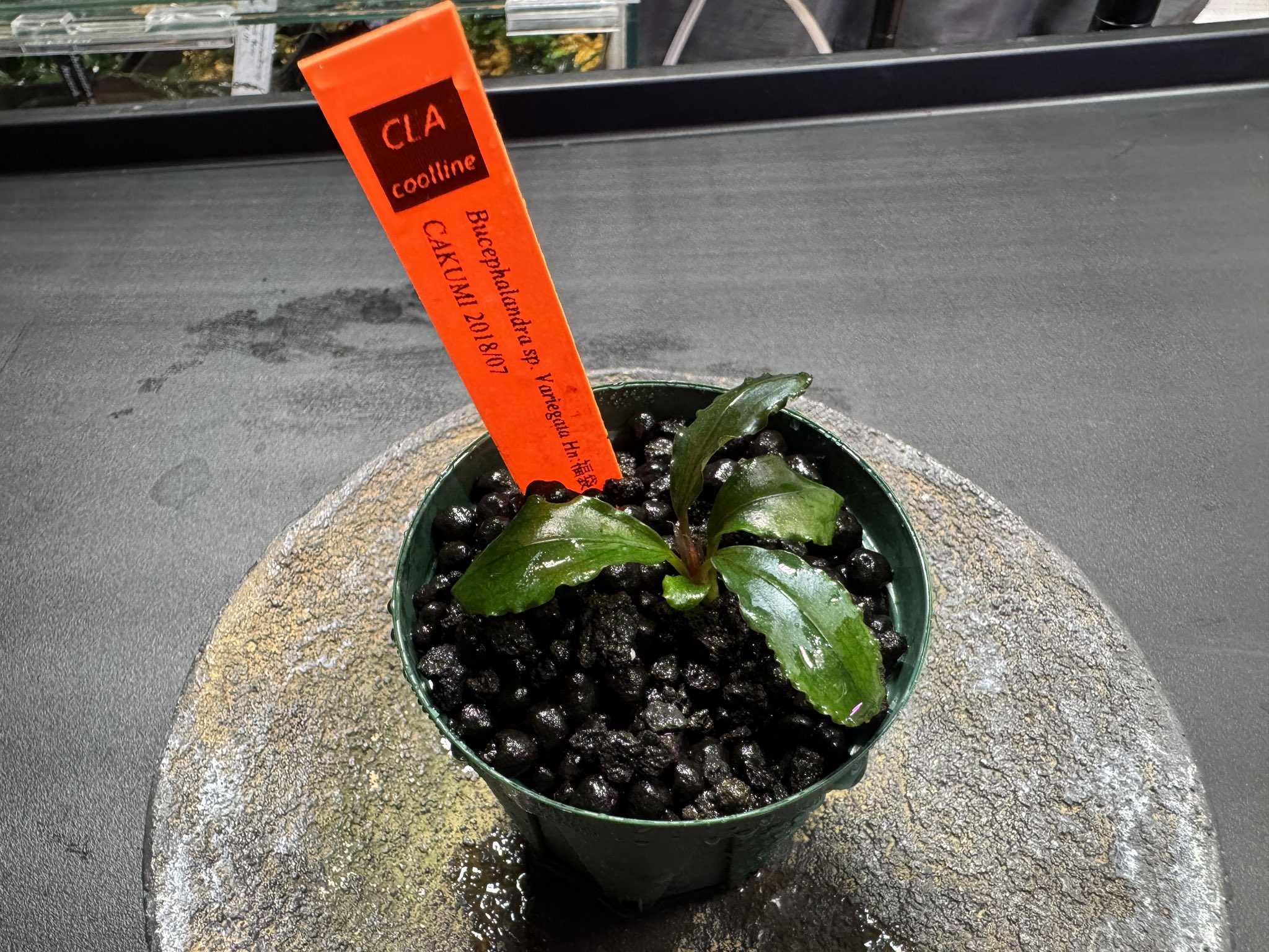 Bucephalandra sp. Variegata Hn:福袋CAKUMI Yahoo!オークション - Bucephalandra sp. Variegata Hn 福袋