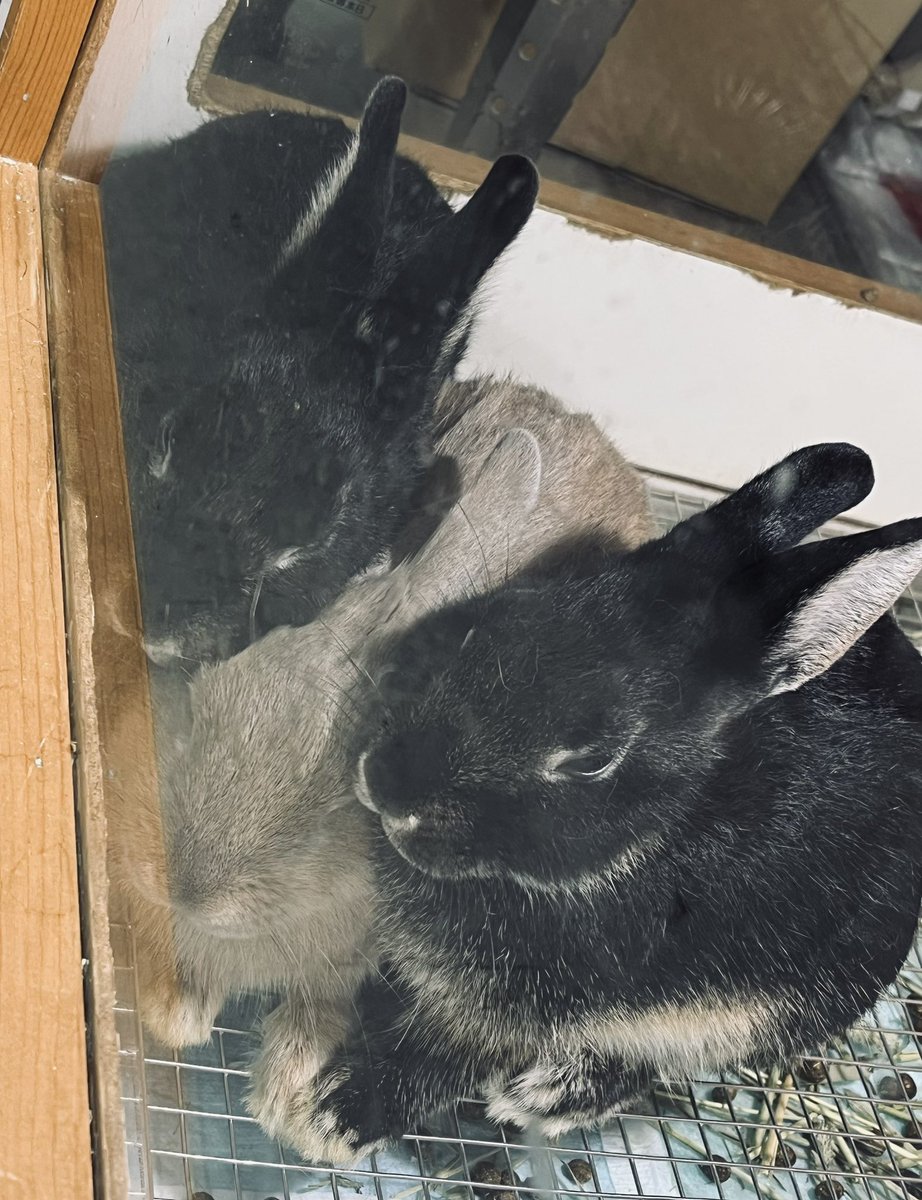 最寄りのペットショップにて
おしくらまんじゅうしてる🐰たちいた🥹
黒饅頭くん2匹に愛されるグレー饅頭ちゃん🩶
右の黒い子やるね笑　手を重ねて愛情表現一歩リード！！
みんなお家決まると良いね😊

#うさぎ #可愛い #ペットショップ #うさぎ好きさんへ #癒し