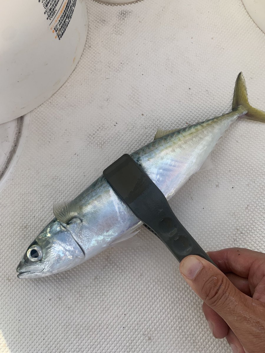tbingao's tweet photo. 船釣り調査🛥️🧐尺越え当たり前なんだね https://t.co/jL5JbyiCP9