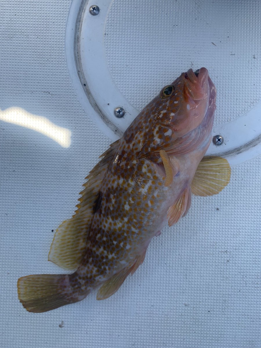 tbingao's tweet photo. 船釣り調査🛥️🧐尺越え当たり前なんだね https://t.co/jL5JbyiCP9